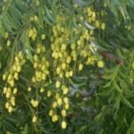 வேப்பெண்ணெய்/Neem Oil