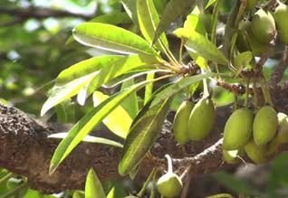 iluppai.jpg இலுப்பை/Iuppai Oil - Image 1