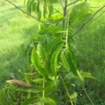 Seetha Leaves